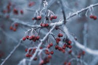特写镜头捕捉了冬日枝头结霜的红浆果，展现季节的寒冷之美