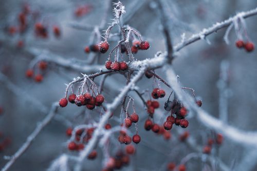 Free Close-up of frosty red berries on branches during winter, capturing the cold beauty of the season. Stock Photo