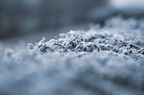 Gratis lagerfoto af dybde, forkølelse, frost