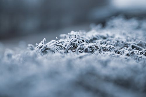 Frosted Plants