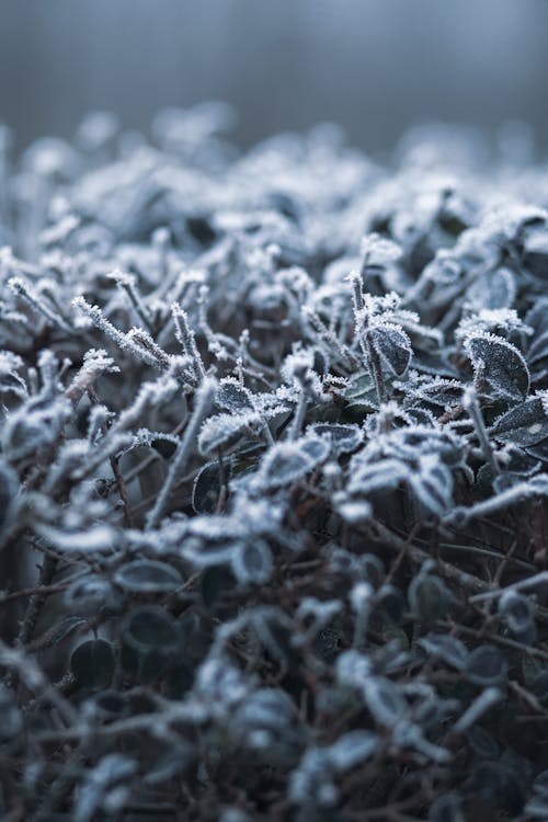 Frozen Grass