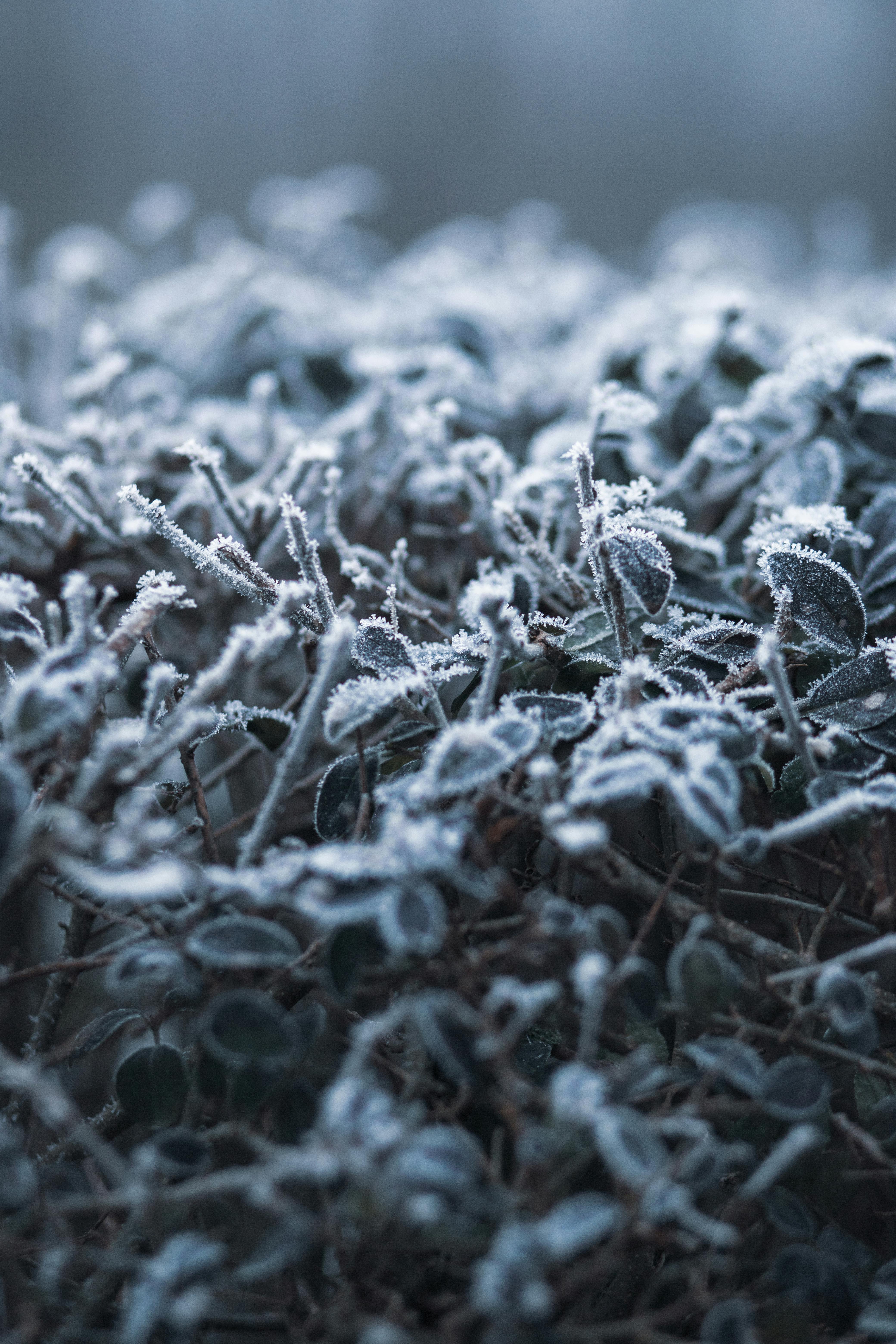 Free stock photo of ice, leaves, winter