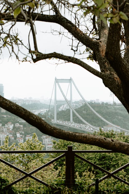 Bridge in Istanbul behind Tree