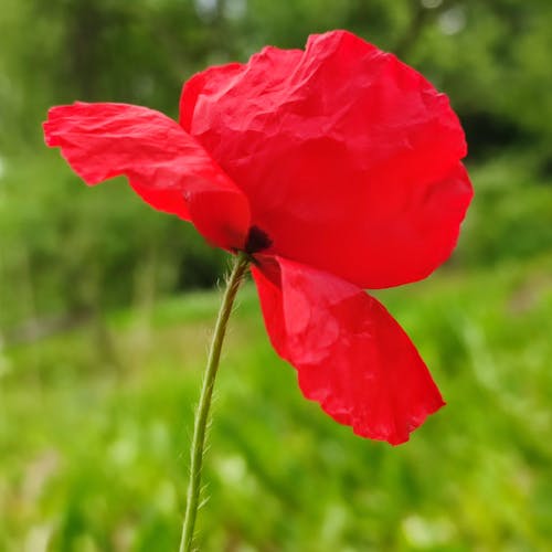 Foto profissional grátis de cor vermelha, flor, flor vermelha