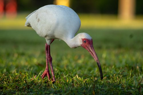 Free A white ibis with red legs and long beak foraging in a grassy area during the day. Stock Photo