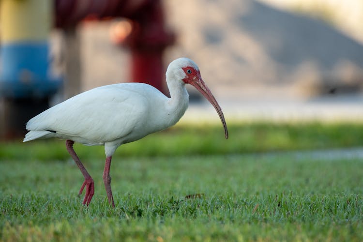 White Ibis Standing On Lawn In A Zoo