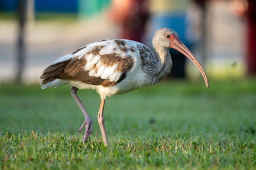 Δωρεάν στοκ φωτογραφιών με white ibis, γήπεδο, γκρο πλαν