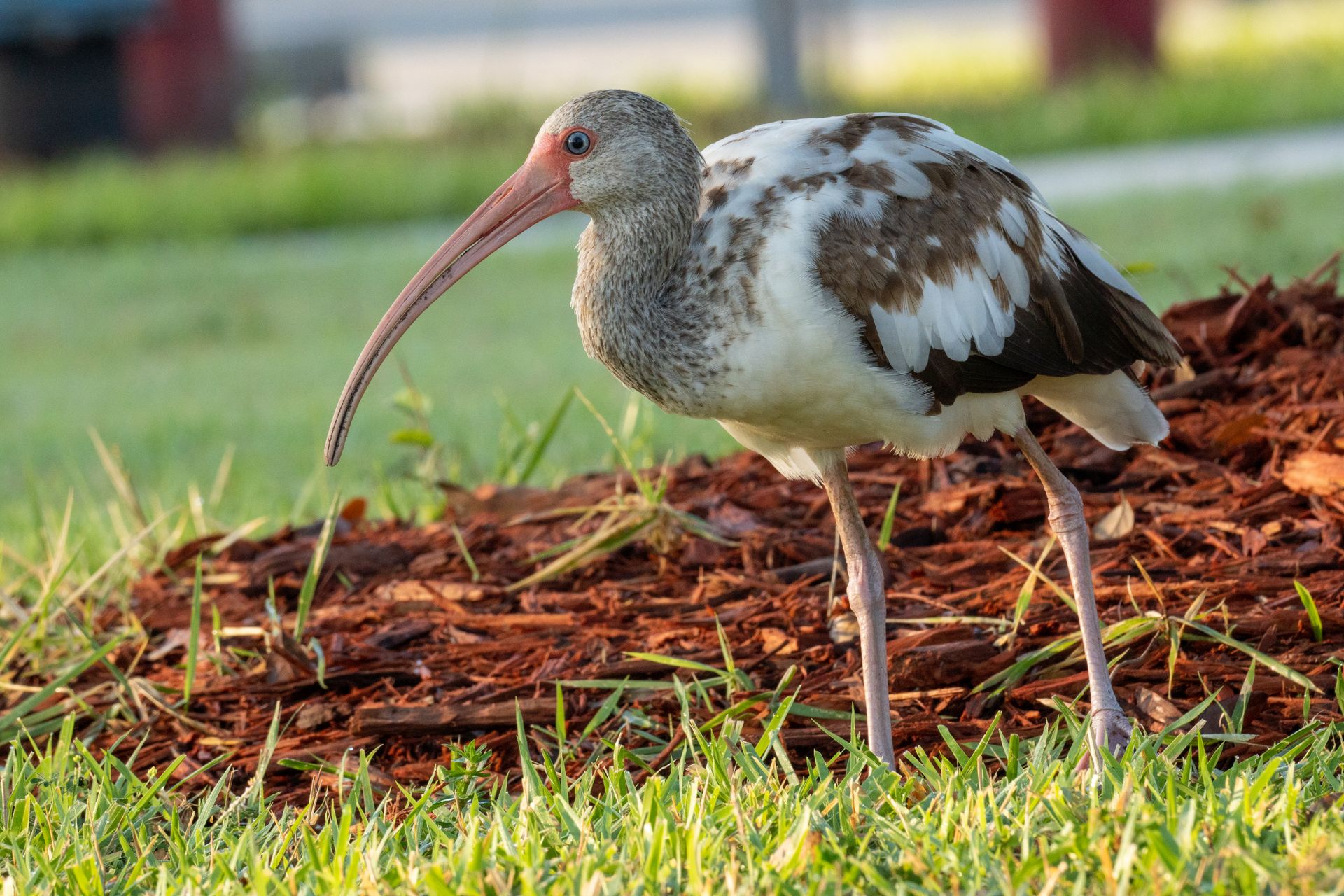 Close up of Ibis Bird