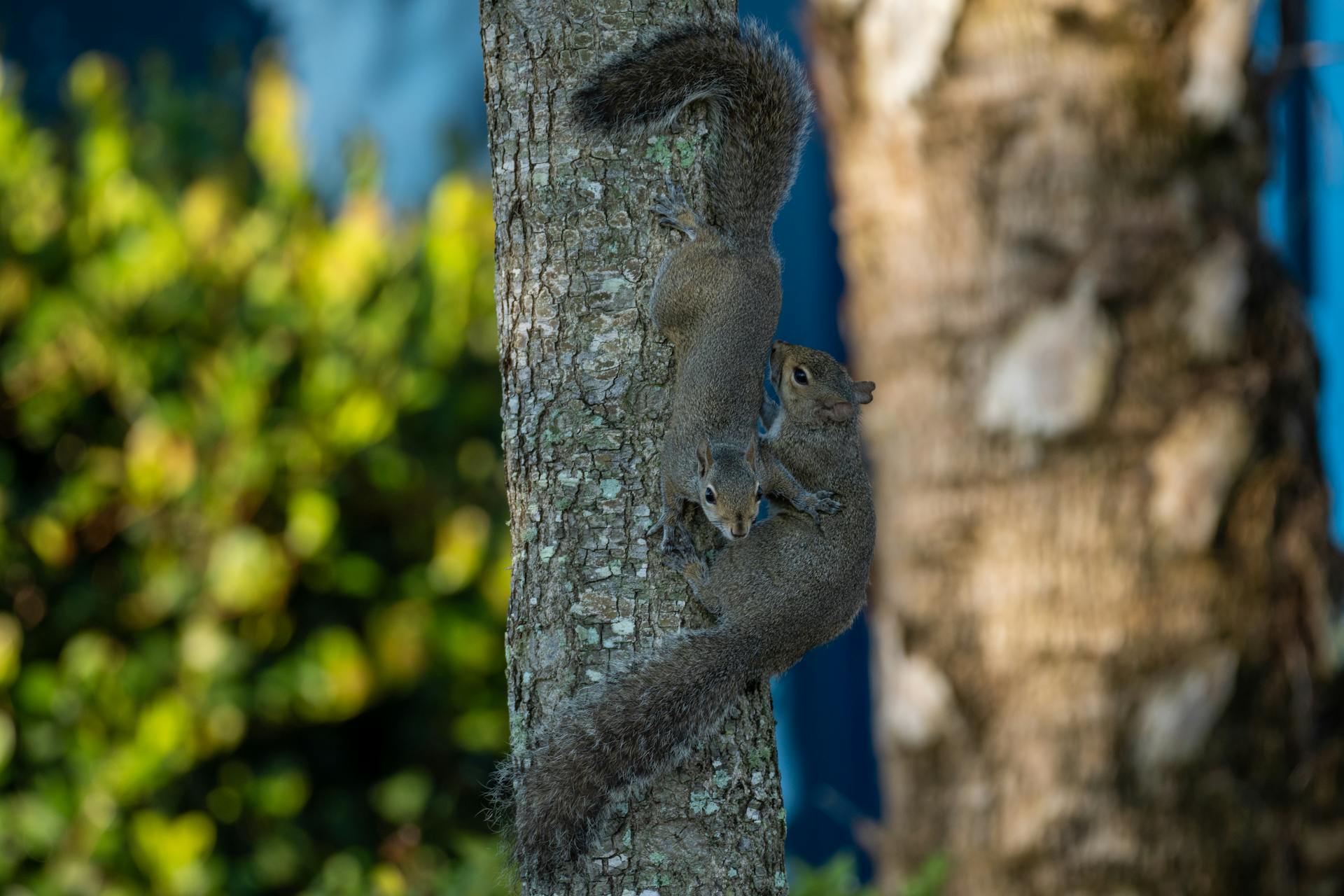 Close-up of two squirrels climbing a tree in a natural outdoor setting.