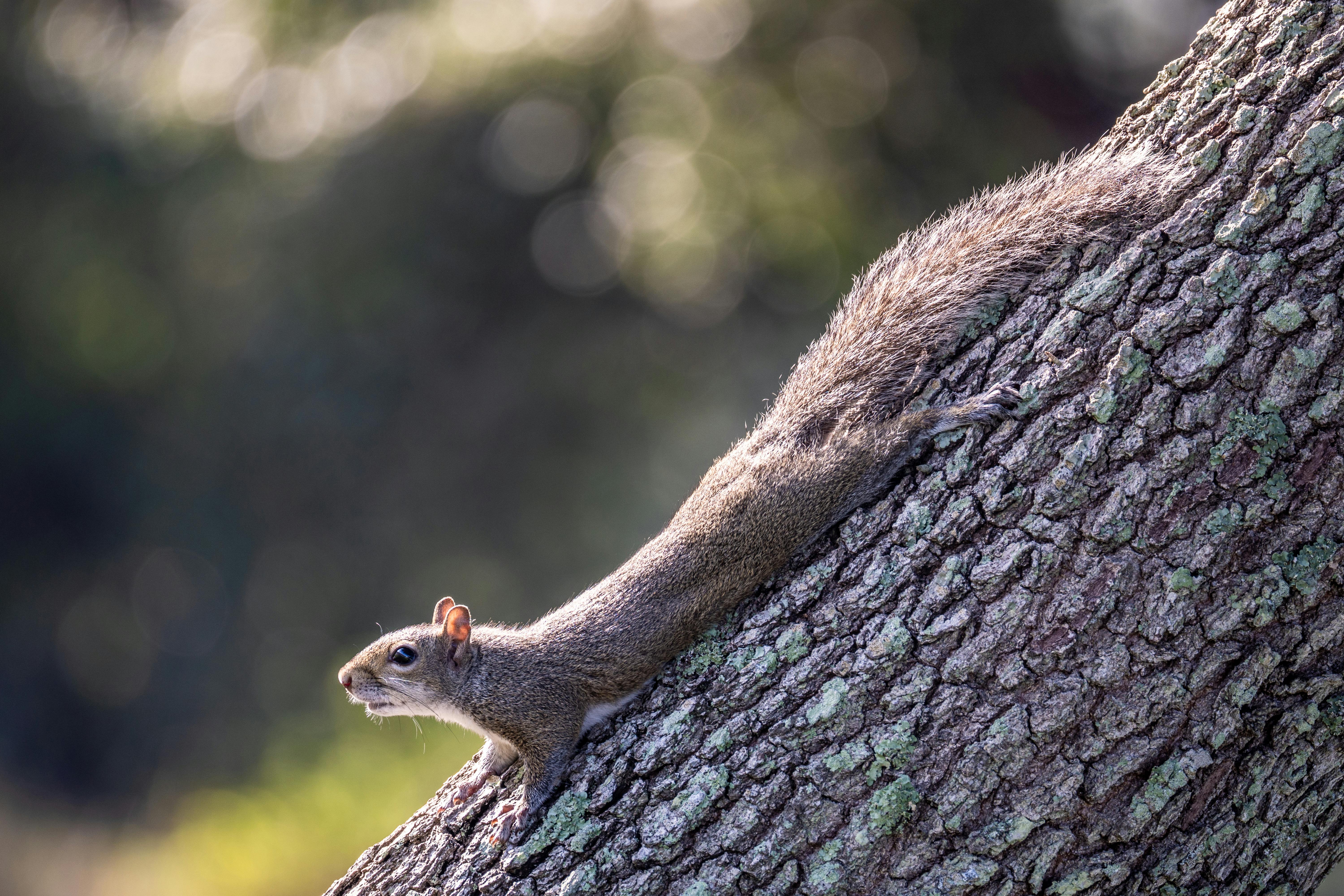 Squirrel on Tree Bark · Free Stock Photo
