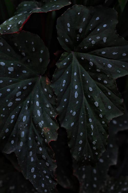 Close-up of Begonia Maculata Leaves