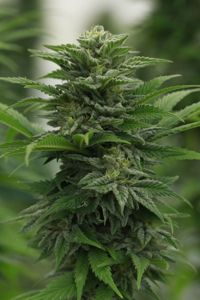 Distância Correta entre LED e Plantas: Guia Prático por Fase