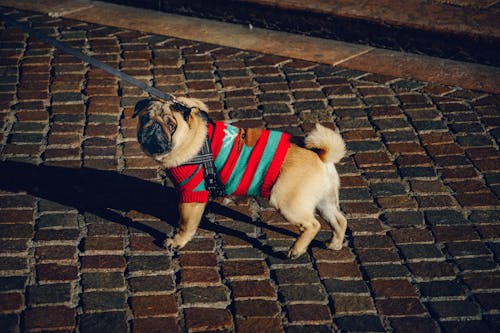 Photo of Dog Wearing Dog Coat