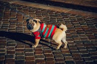 白天，一只穿着彩色毛衣的可爱哈巴狗走在鹅卵石街道上