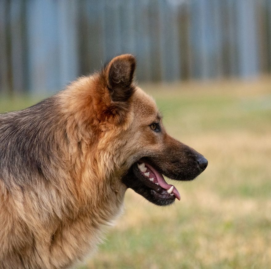 Sable German Shepherd standing alert in a grassy yard