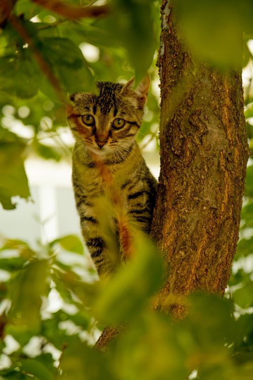 Free Cute tabby cat perched on a tree, surrounded by vibrant green leaves, in a playful outdoor scene. Stock Photo