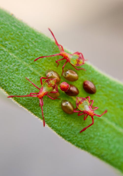 Kostenloses Stock Foto zu blatt, grün, insekten