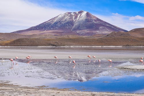 Free Flamingos Walking in Water in Mountains Landscape Stock Photo