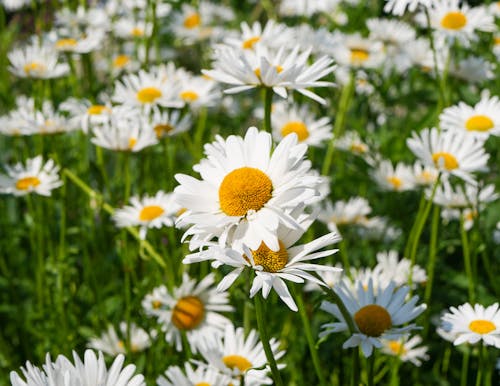 Darmowe zdjęcie z galerii z biały, kwiaty, łąka