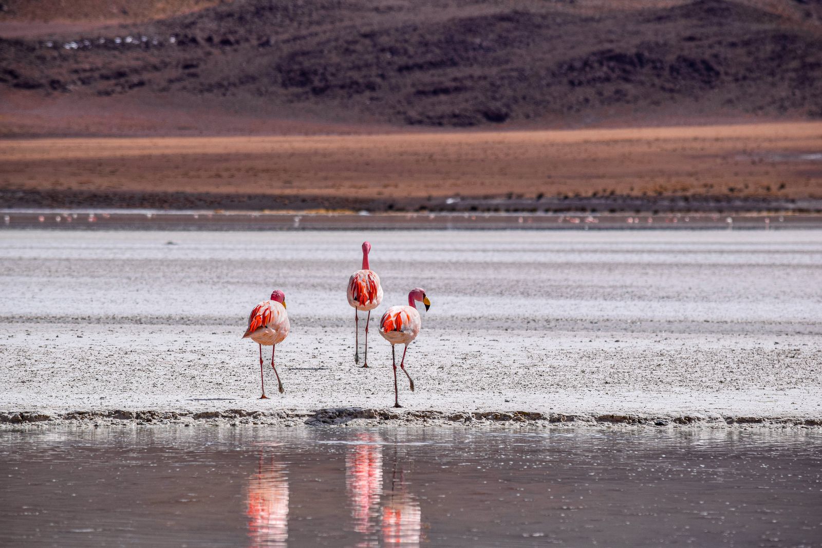 Laguna Colorada Bolivia flamingos