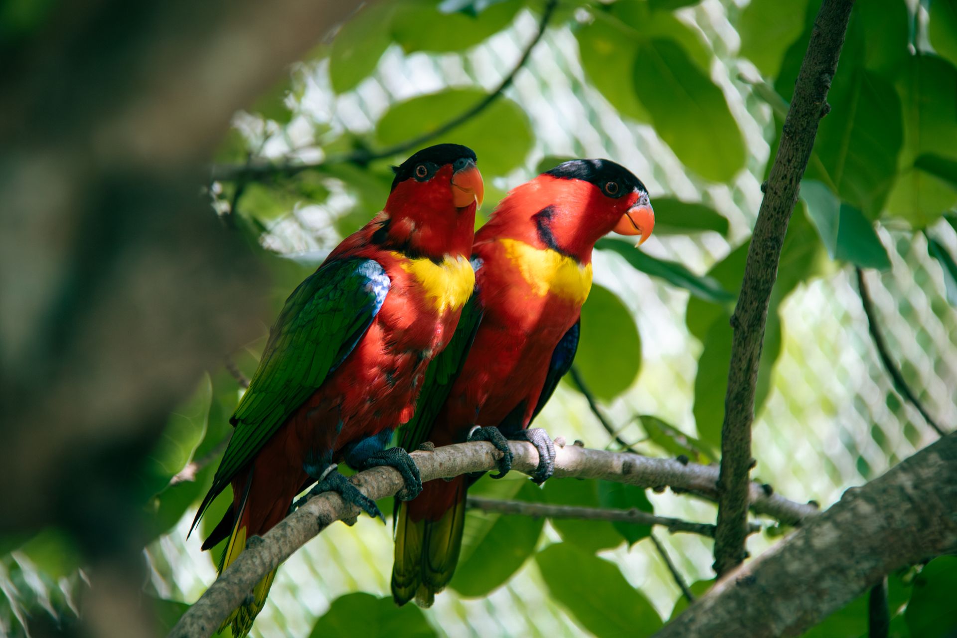 Two colorful Yellow-Bibbed Lory parrots perched on a tree branch in a tropical setting.