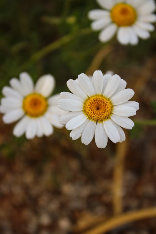 Foto d'estoc gratuïta de blanc, enfocament selectiu, flors