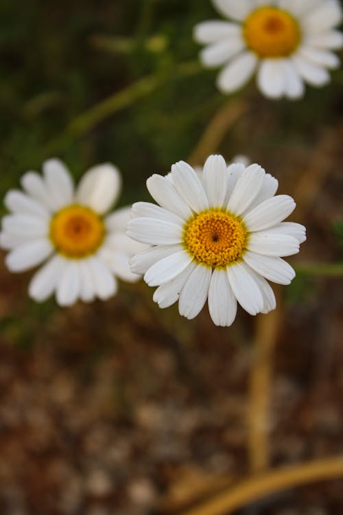 Immagine gratuita di bianco, fiori, focus selettivo