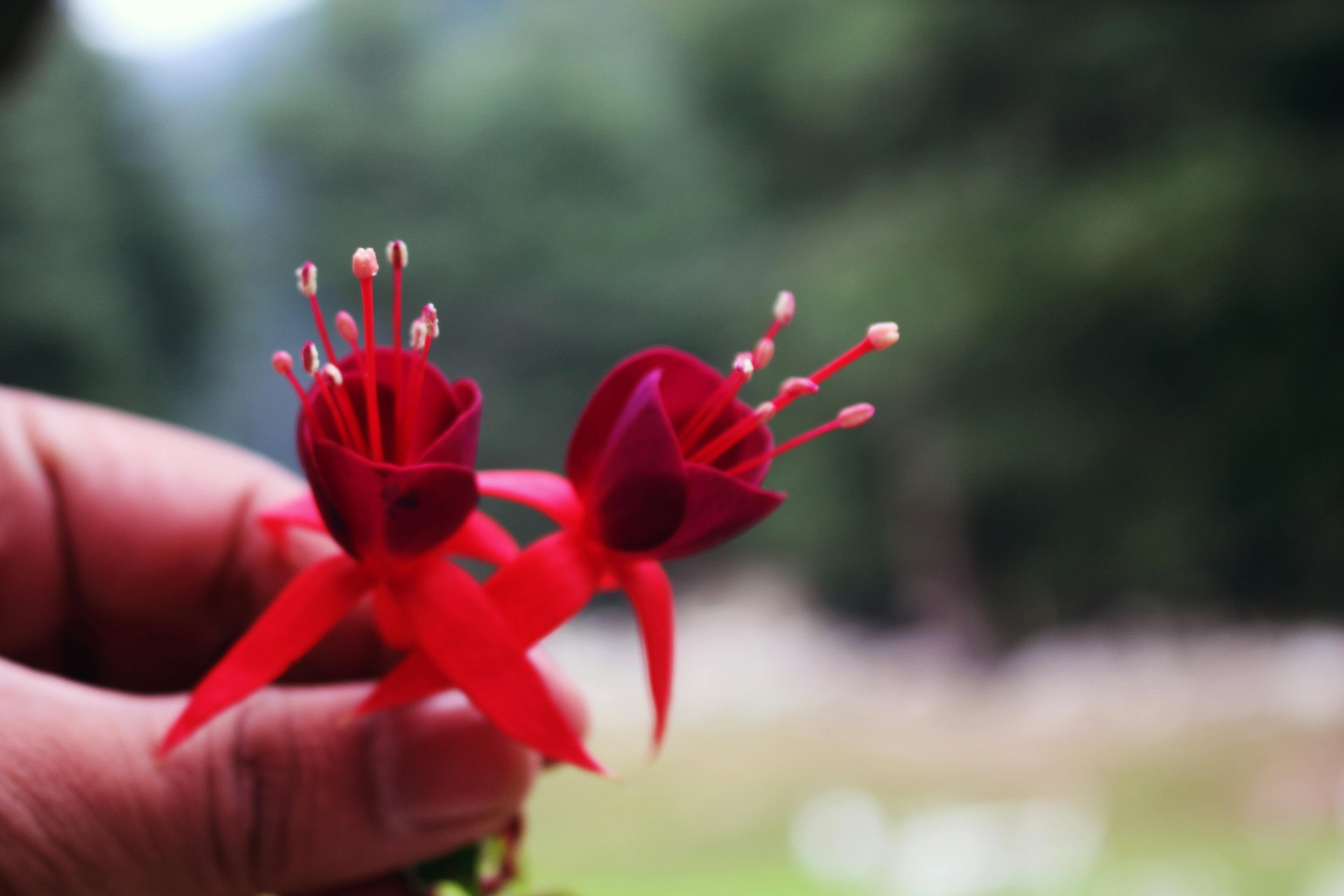 Ilmainen kuvapankkikuva aiheesta hd kuva, hd-kuvia, hd-tausta