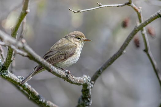 Close-up of a chiffchaff perched on a tree branch, ideal for birdwatching and ornithology.