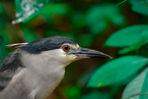 Free Captivating close-up of a Black-Crowned Night Heron amidst lush green leaves. Stock Photo