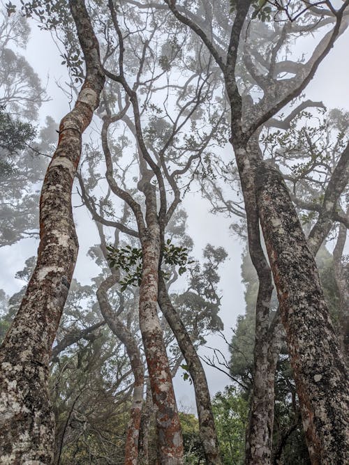 Foto profissional grátis de árvores, fundo de árvore, papel de parede de floresta escura