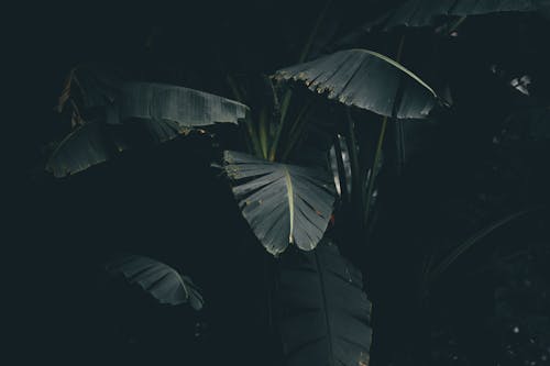 Green Monstera Leaves