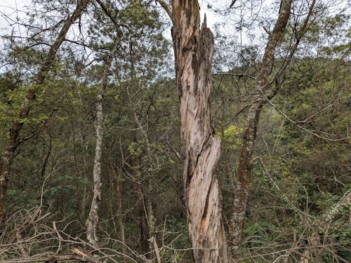 Foto profissional grátis de fundo de árvore, Papel de parede 4K, papel de parede de árvore