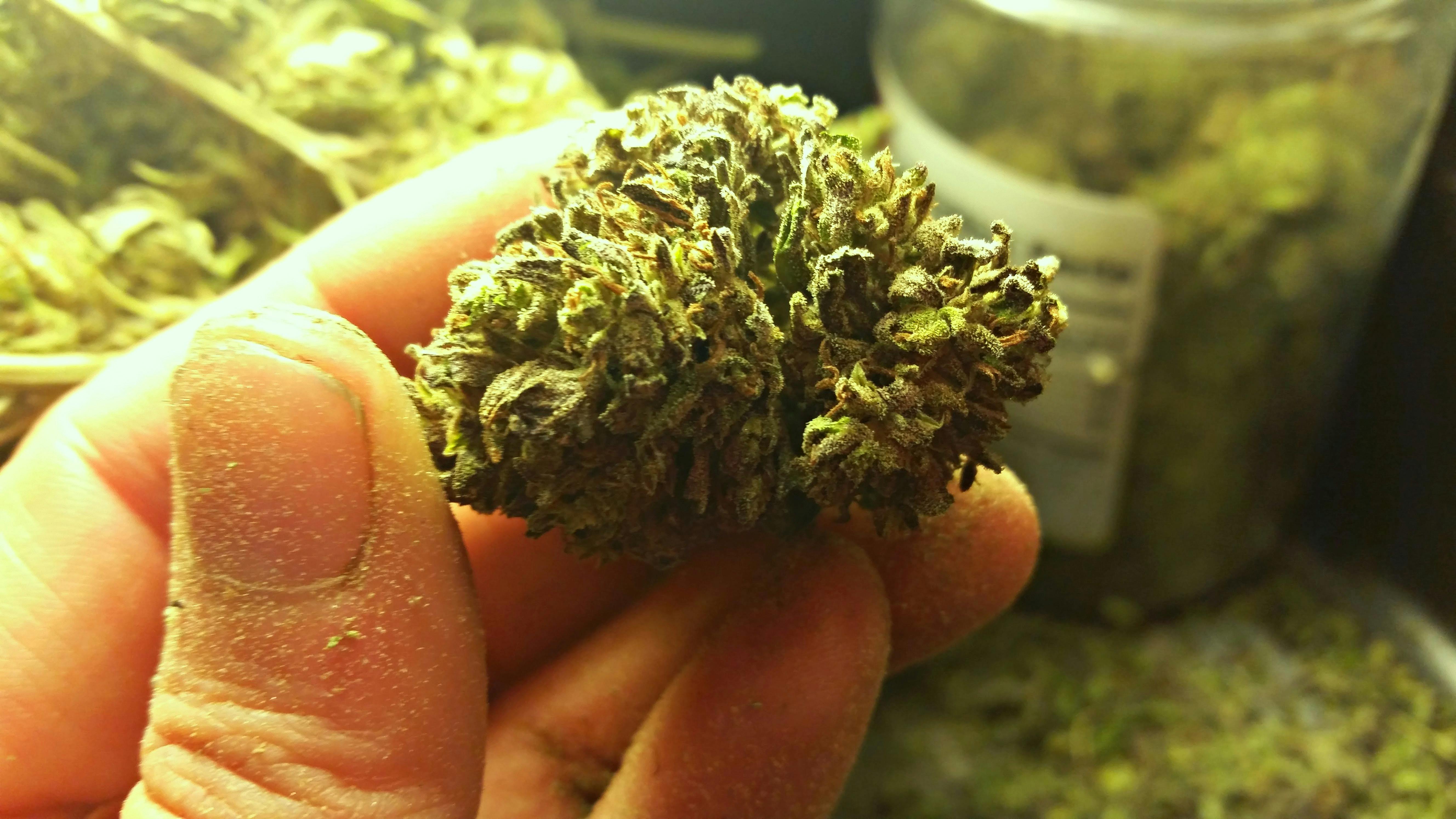 Free stock photo of beautiful, bud, cannabis