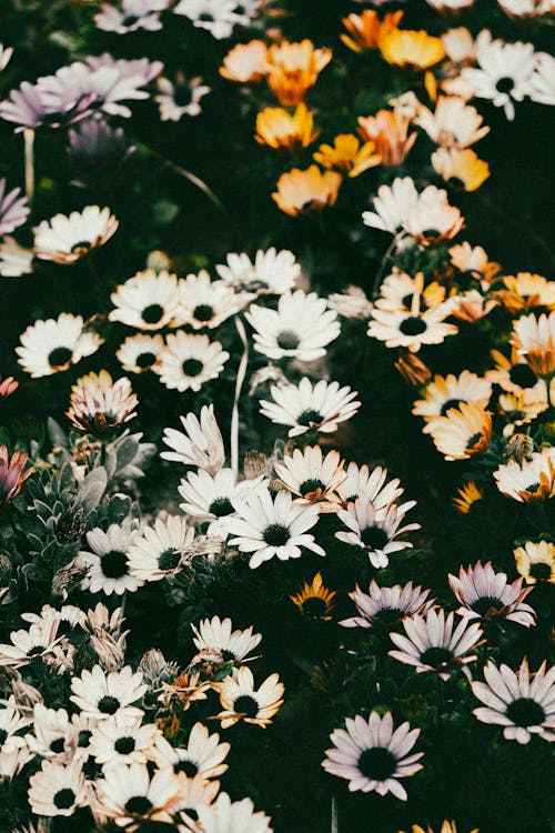 Fotobanka s bezplatnými fotkami na tému biela, čerstvý, kvety