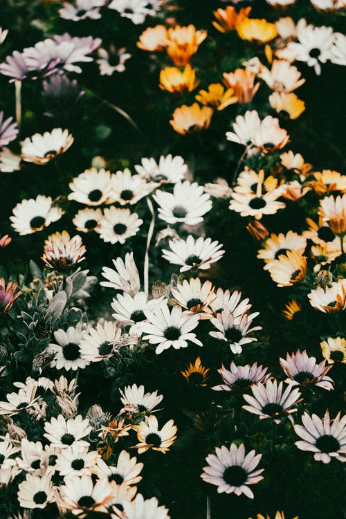 Free A vibrant meadow filled with blooming daisies in various colors, showcasing nature's beauty. Stock Photo