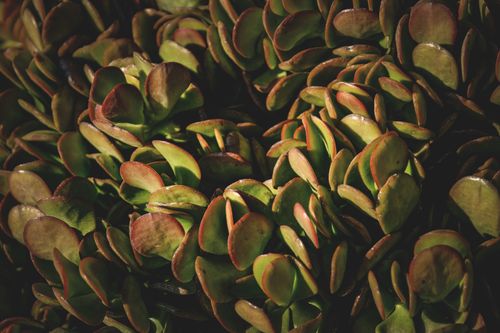 Free Close-up image of jade plant leaves showcasing vibrant green and natural textures. Stock Photo