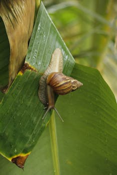 Close-up of a snail on a wet tropical leaf, showcasing nature's intricate details.