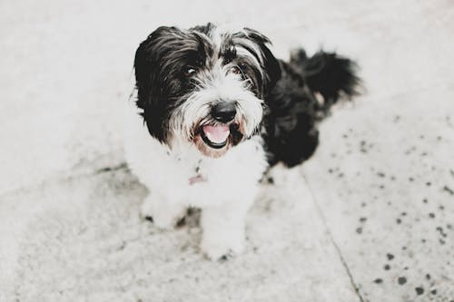 Black and White Havanese Dog