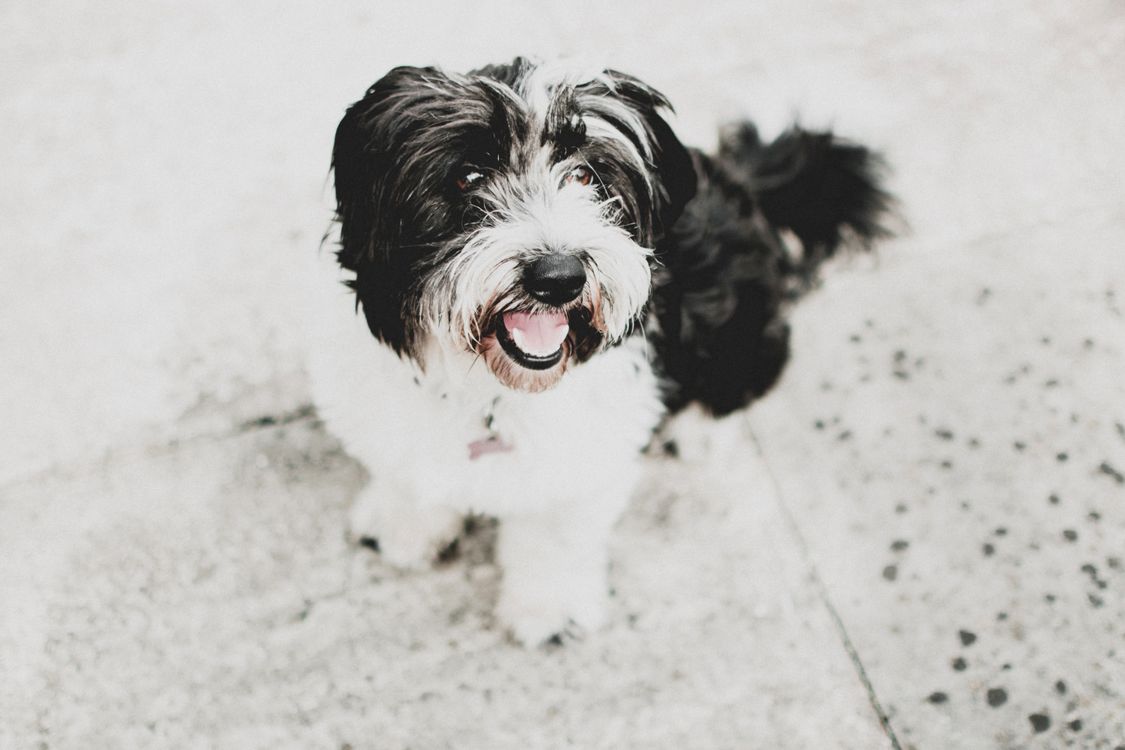 A black and white Havanese dog looking towards the camera.