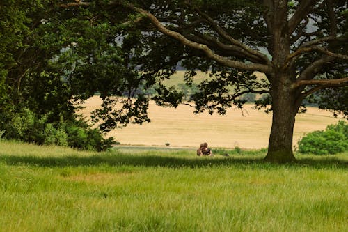 People Sitting behind Tree on Grassland