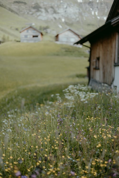 Gratis lagerfoto af blomster, eng, landdistrikt