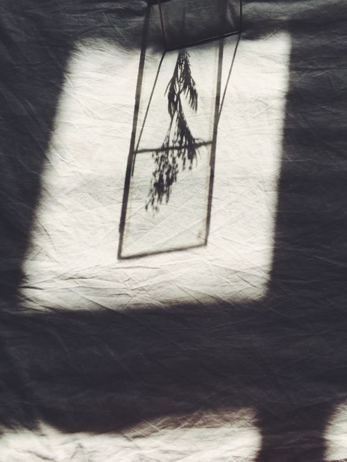 Free Artistic shadow of a plant within a frame cast on a creased white textile, creating a conceptual abstraction. Stock Photo