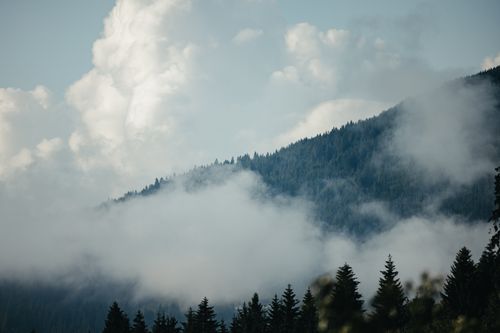 Free Dramatic view of clouds enveloping a lush evergreen forest on a mountainside. Stock Photo