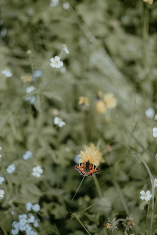 Imagine de stoc gratuită din flori, fluture, focalizare selectivă