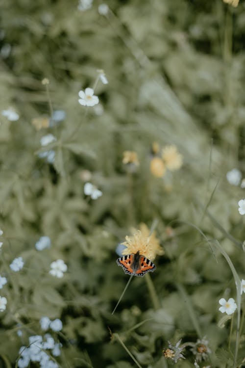 Butterfly in Nature