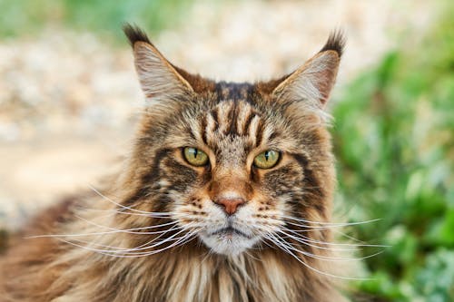 Head of Maine Coon