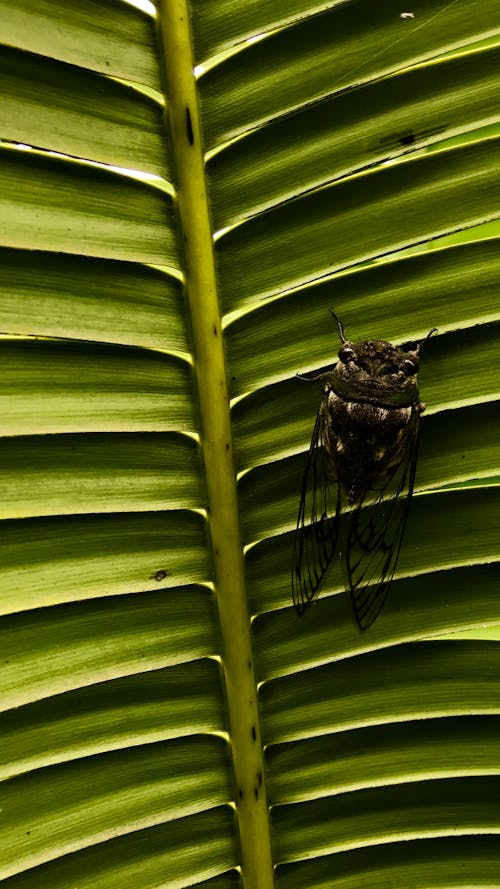 Free stock photo of buzzer, cicada, cigarra