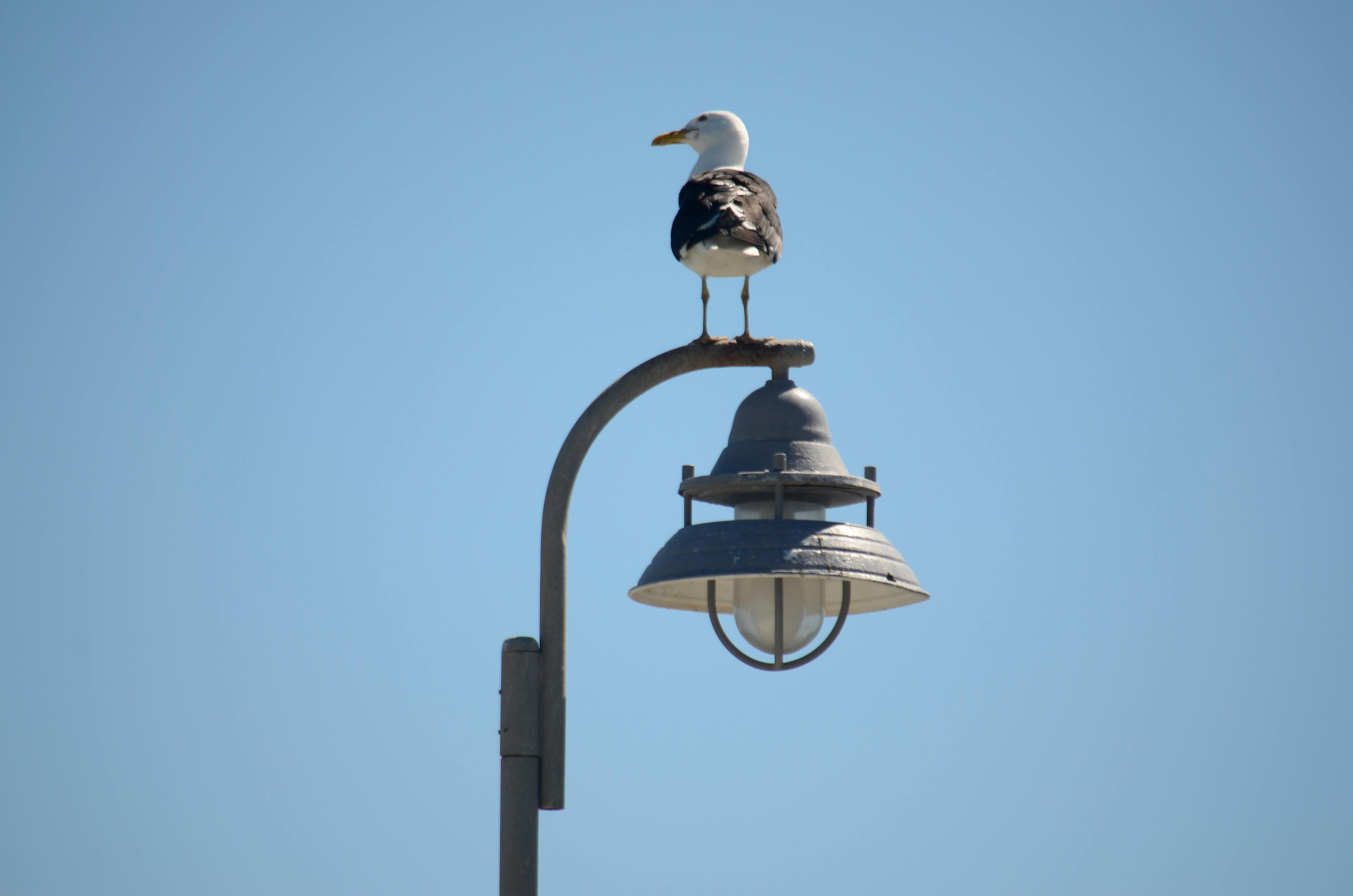 Gaviota