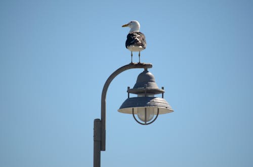 Free stock photo of gaivota, light pole, seagull